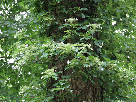 Hydrangea petiolaris