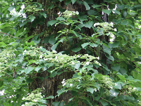 Hydrangea petiolaris