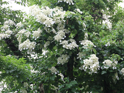 Hydrangea petiolaris