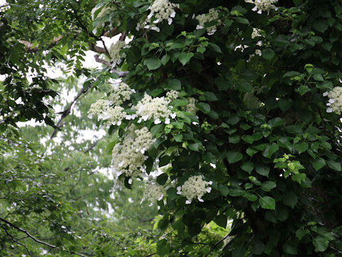 Hydrangea petiolaris