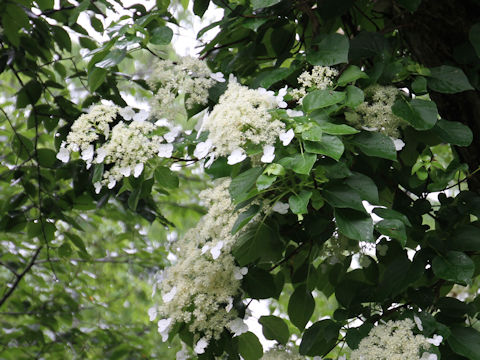 Hydrangea petiolaris