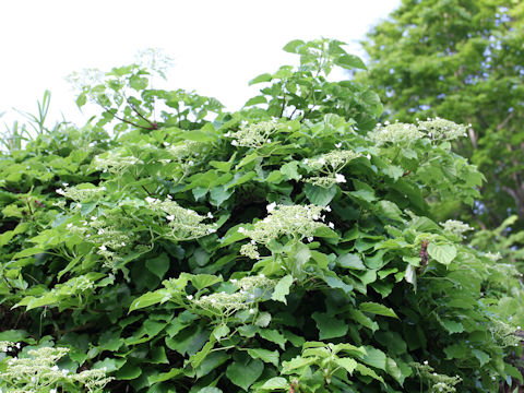 Hydrangea petiolaris