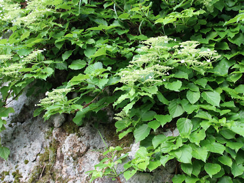 Hydrangea petiolaris