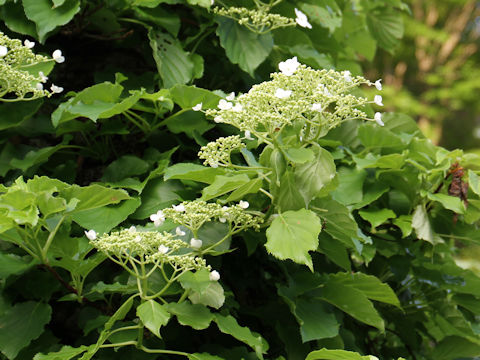 Hydrangea petiolaris