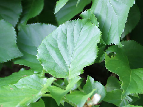 Hydrangea petiolaris