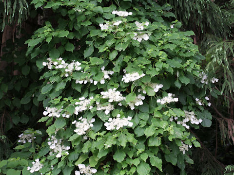 Hydrangea petiolaris