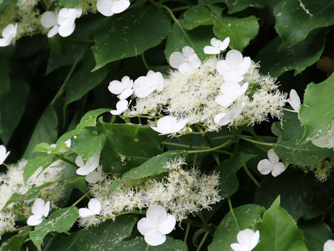 Hydrangea petiolaris