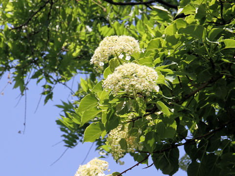 Hydrangea petiolaris