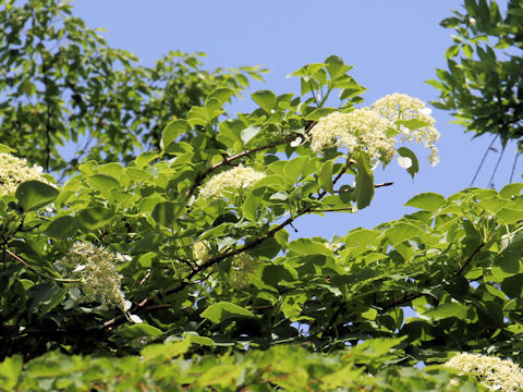 Hydrangea petiolaris