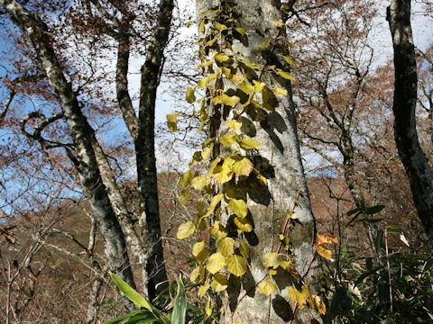 Hydrangea petiolaris