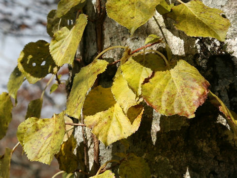 Hydrangea petiolaris