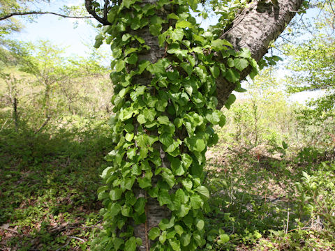 Hydrangea petiolaris