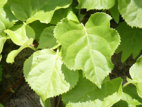 Hydrangea petiolaris