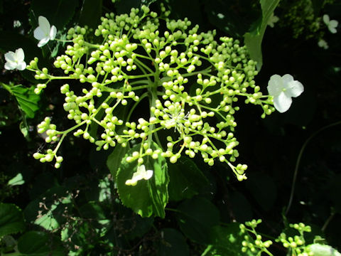 Hydrangea petiolaris