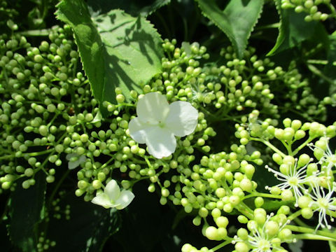 Hydrangea petiolaris