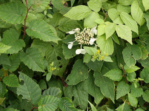 Hydrangea petiolaris