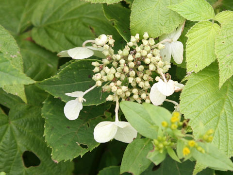 Hydrangea petiolaris