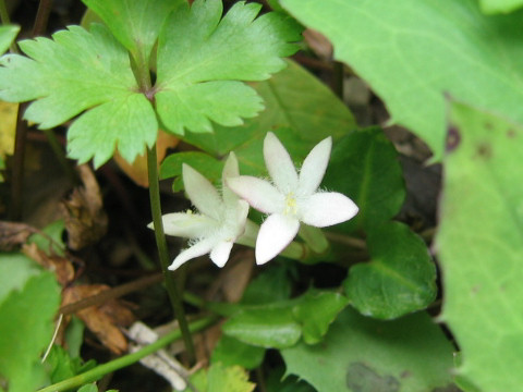 Mitchella undulata