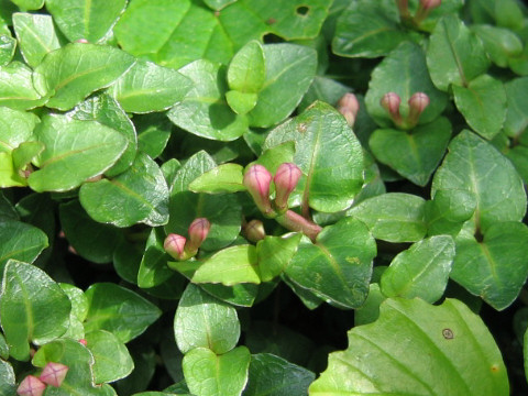 Mitchella undulata