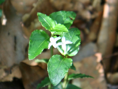 Mitchella undulata