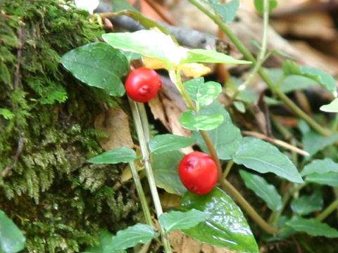 Mitchella undulata