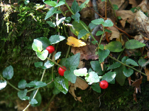 Mitchella undulata