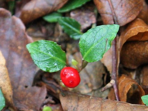 Mitchella undulata