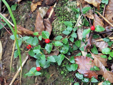 Mitchella undulata