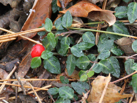 Mitchella undulata