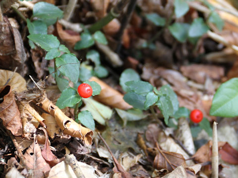 Mitchella undulata