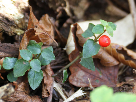 Mitchella undulata