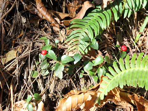 Mitchella undulata