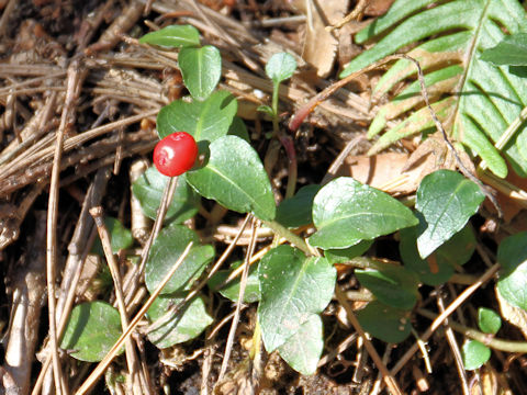 Mitchella undulata