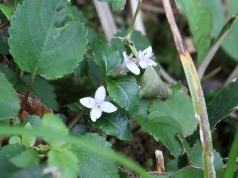 Mitchella undulata