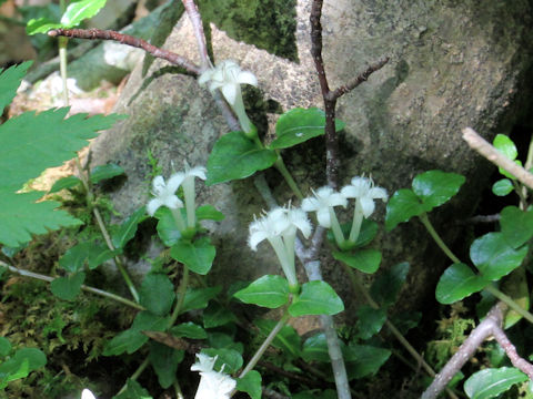 Mitchella undulata