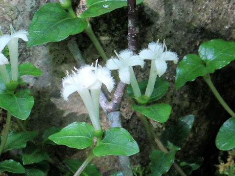 Mitchella undulata