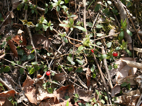 Mitchella undulata