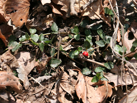 Mitchella undulata