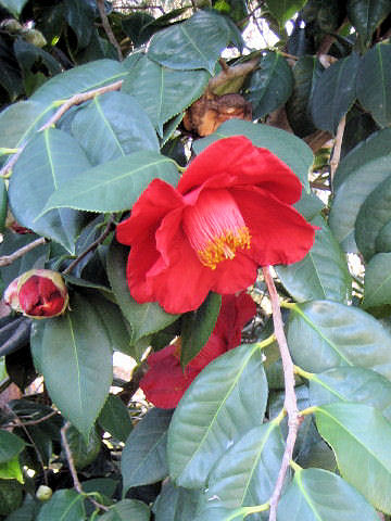 Camellia japonica