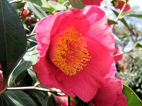 Camellia japonica cv. Oozeki
