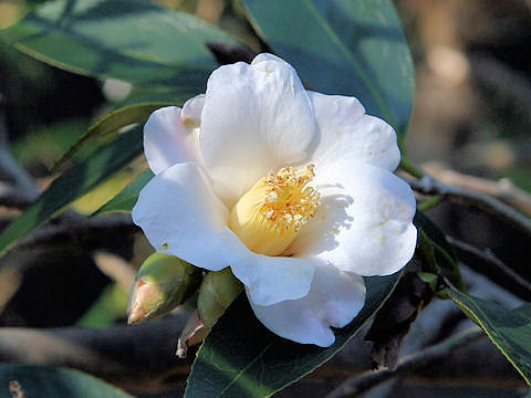 Camellia japonica cv. Setchu-ka