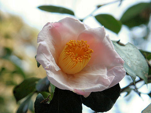 Camellia japonica cv. Akebono