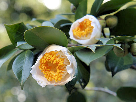 Camellia japonica cv. Shirayuki