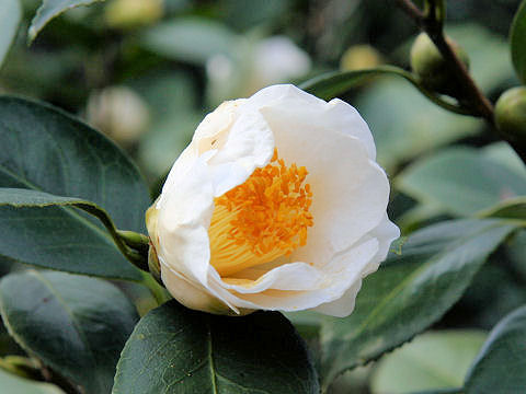 Camellia japonica cv. Shiratama