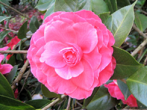 Camellia japonica cv.