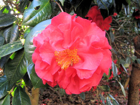 Camellia japonica cv.