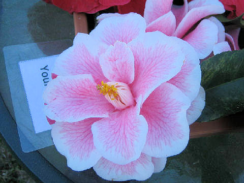 Camellia japonica cv.