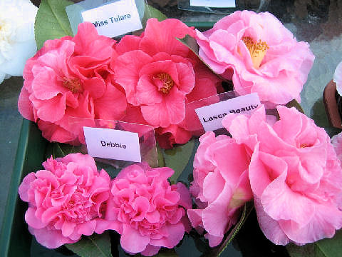 Camellia japonica cv.