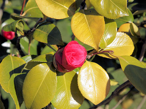 Camellia japonica cv.