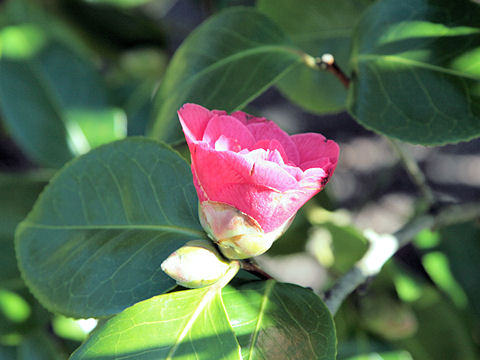 Camellia japonica cv.